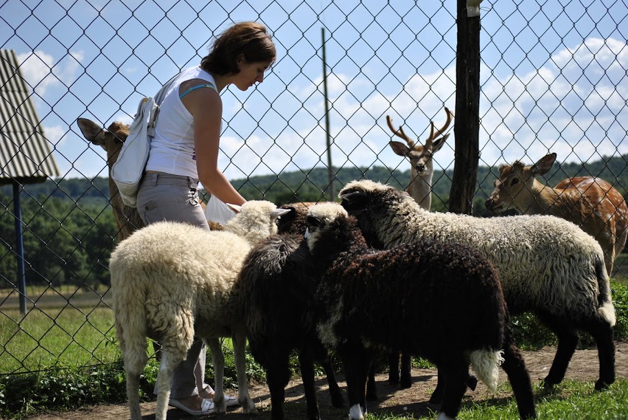 овечки на оленячій фермі